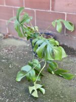Zdjęcie rośliny Rhaphidophora Tetrasperma (Monstera Minima), ujęcie 2