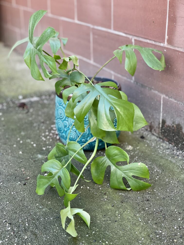 Zdjęcie rośliny Rhaphidophora Tetrasperma (Monstera Minima), ujęcie 3