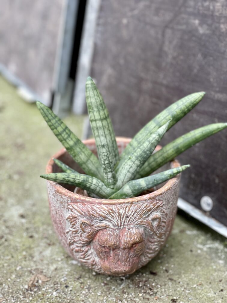 sansevieria-bocellensis_9x16-1_1643447159.jpg Zdjęcie rośliny Sansevieria bocellensis, ujęcie 1