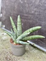 Zdjęcie rośliny Sansevieria bocellensis, ujęcie 2