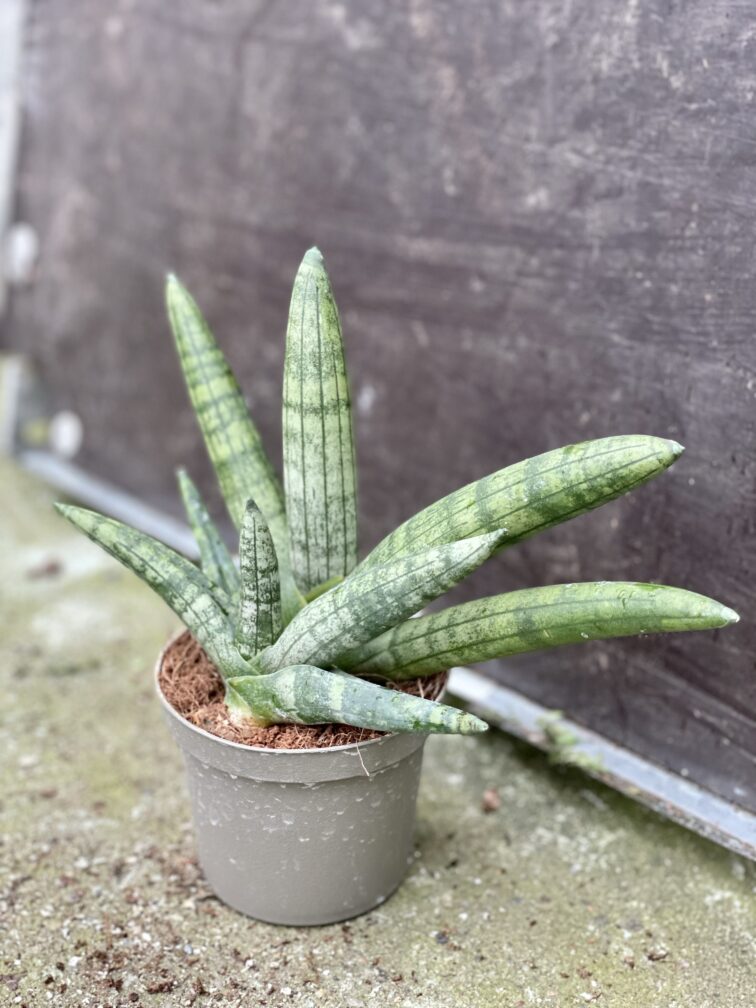 Zdjęcie rośliny Sansevieria bocellensis, ujęcie 2