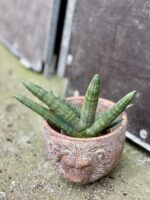Zdjęcie rośliny Sansevieria bocellensis, ujęcie 3