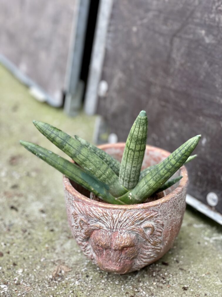 Zdjęcie rośliny Sansevieria bocellensis, ujęcie 3
