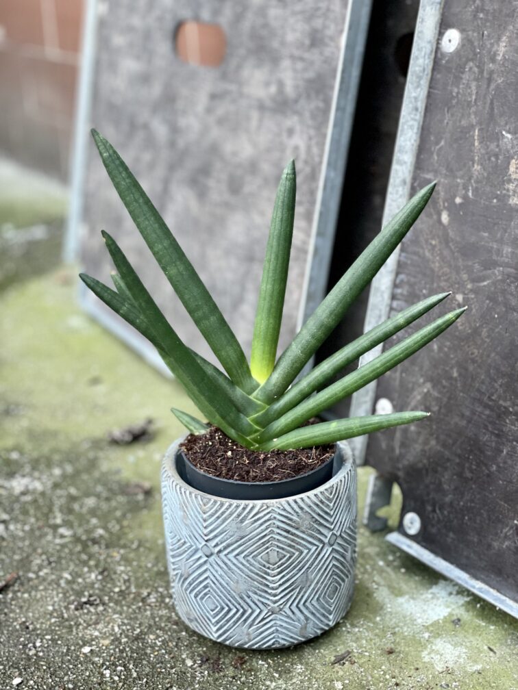 sansevieria-cylindrowa-tiara-emerald_11x30-1_1643381481.jpg Zdjęcie rośliny Sansevieria cylindrowa Tiara Emerald, ujęcie 1
