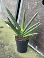 Zdjęcie rośliny Sansevieria cylindrowa Tiara Emerald, ujęcie 2