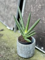 Zdjęcie rośliny Sansevieria cylindrowa Tiara Emerald, ujęcie 3