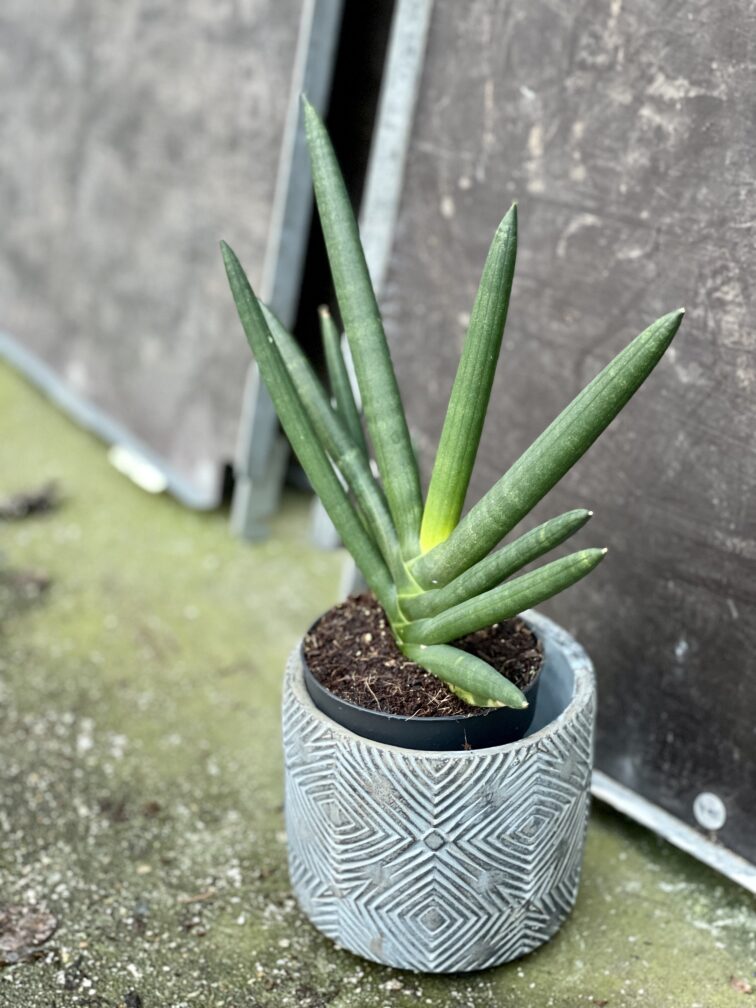Zdjęcie rośliny Sansevieria cylindrowa Tiara Emerald, ujęcie 3