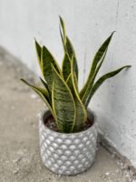 Zdjęcie rośliny Sansevieria Laurenti, ujęcie 1