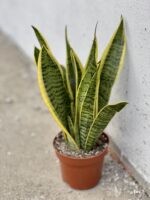 Zdjęcie rośliny Sansevieria Laurenti, ujęcie 2