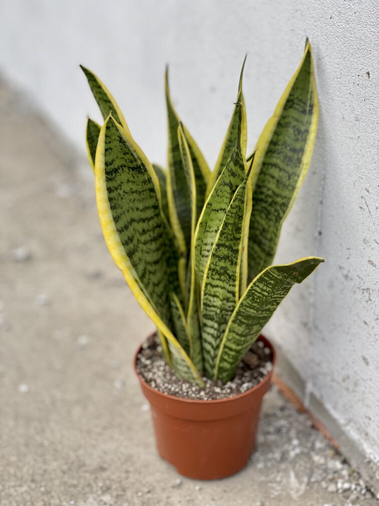 Zdjęcie rośliny Sansevieria Laurenti, ujęcie 2