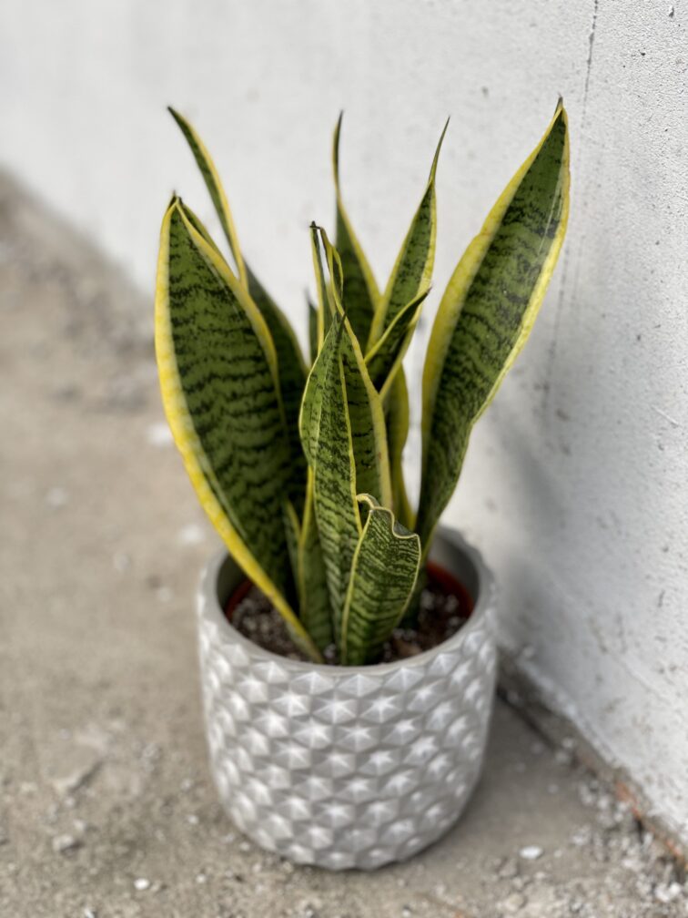 Zdjęcie rośliny Sansevieria Laurenti, ujęcie 3