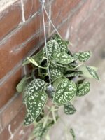 Zdjęcie rośliny Scindapsus Pictus Argyraeus, ujęcie 1