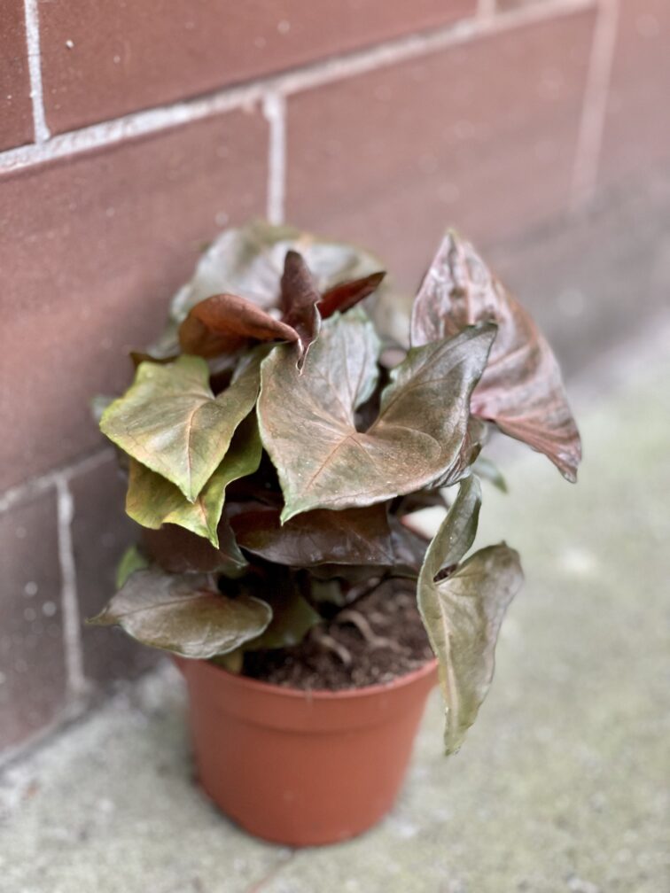 Zdjęcie rośliny Syngonium Maria, ujęcie 2