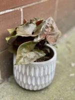 Zdjęcie rośliny Syngonium Maria, ujęcie 3
