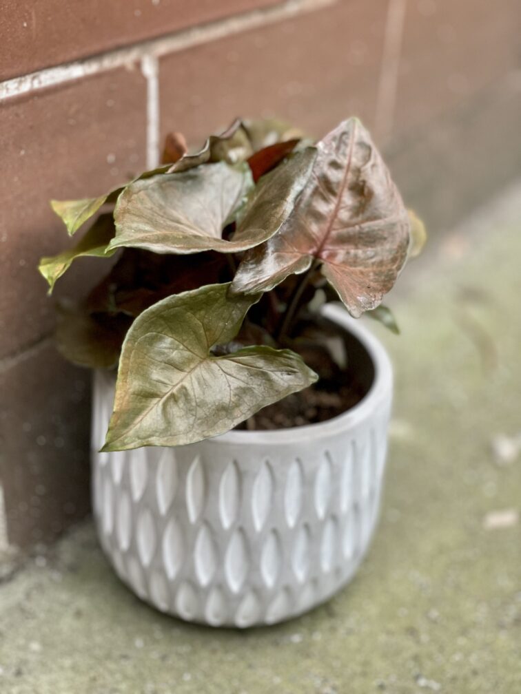 Zdjęcie rośliny Syngonium Maria, ujęcie 3