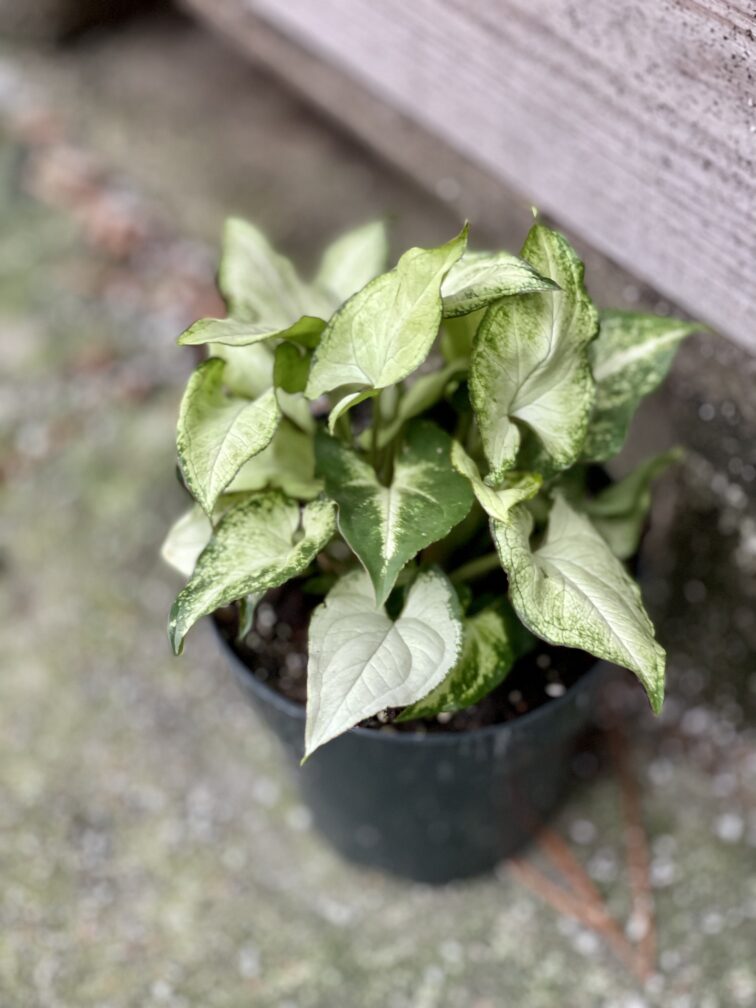 syngonium-holly-m_12x20-1_1642172363.jpg Zdjęcie rośliny Syngonium Holly M, ujęcie 1