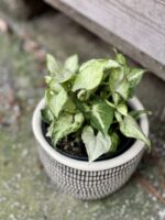 Zdjęcie rośliny Syngonium Holly M, ujęcie 3