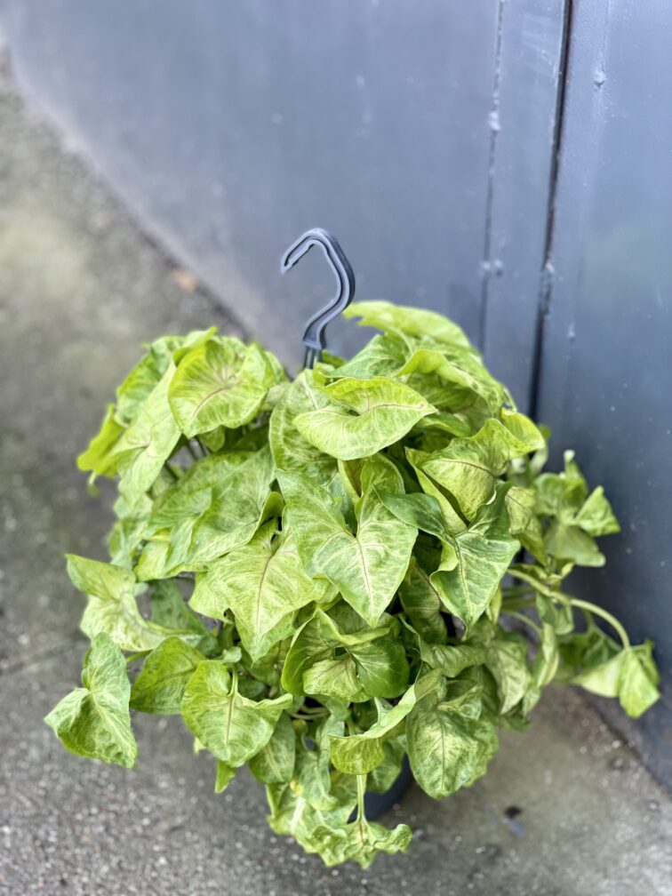 Zdjęcie rośliny Syngonium Mango Allusion, ujęcie 2