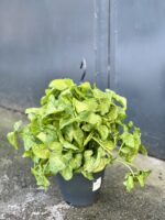 Zdjęcie rośliny Syngonium Mango Allusion, ujęcie 3