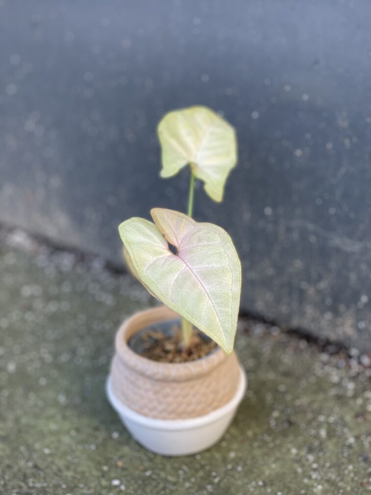 Zdjęcie rośliny Syngonium Pink Flecked, ujęcie 2
