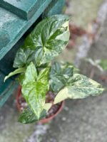Zdjęcie rośliny Syngonium Podophyllum Albo Variegata, ujęcie 1
