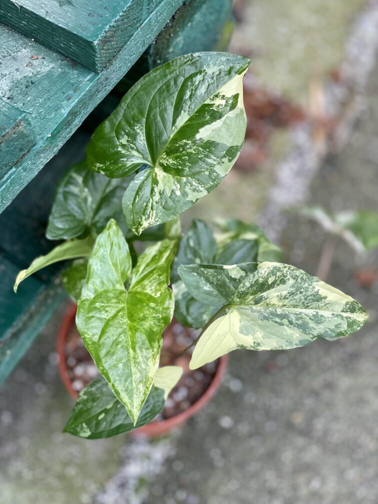 syngonium-podophyllum-albo-variegata_11x25-1_1642234923.jpg Zdjęcie rośliny Syngonium Podophyllum Albo Variegata, ujęcie 1