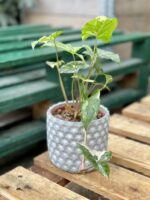 Zdjęcie rośliny Syngonium Podophyllum Albo Variegata, ujęcie 2