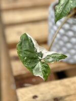Zdjęcie rośliny Syngonium Podophyllum Albo Variegata, ujęcie 3