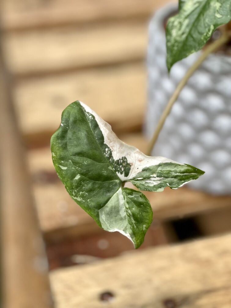 Zdjęcie rośliny Syngonium Podophyllum Albo Variegata, ujęcie 3