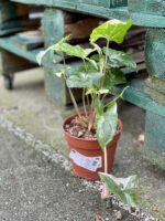 Zdjęcie rośliny Syngonium Podophyllum Albo Variegata, ujęcie 4