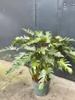 Zdjęcie rośliny Thaumatophyllum Xanadu, ujęcie 1