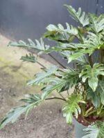 Zdjęcie rośliny Thaumatophyllum Xanadu, ujęcie 2