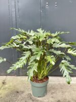 Zdjęcie rośliny Thaumatophyllum Xanadu, ujęcie 3