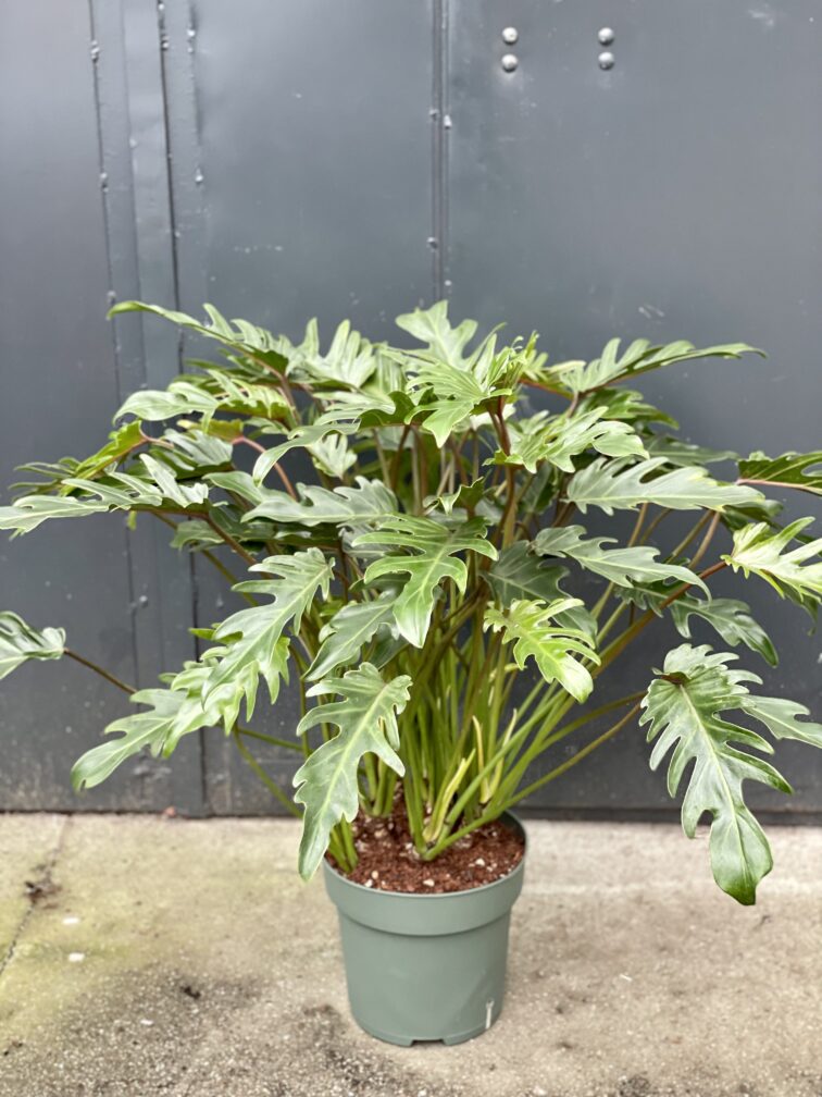 Zdjęcie rośliny Thaumatophyllum Xanadu, ujęcie 3