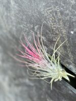 Zdjęcie rośliny Tillandsia Ionantha (Oplątwa), ujęcie 1
