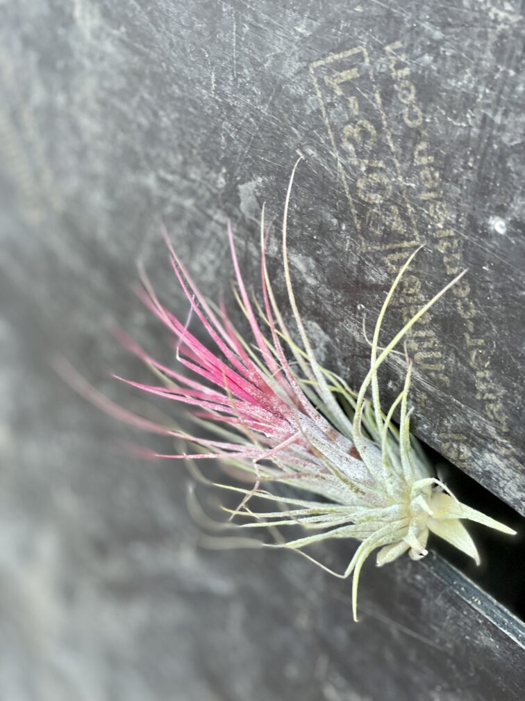 Zdjęcie rośliny Tillandsia Ionantha (Oplątwa), ujęcie 1