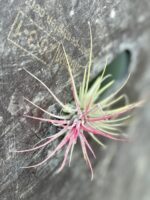 Zdjęcie rośliny Tillandsia Ionantha (Oplątwa), ujęcie 2