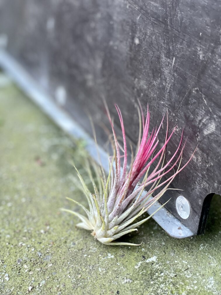 Zdjęcie rośliny Tillandsia Ionantha (Oplątwa), ujęcie 3