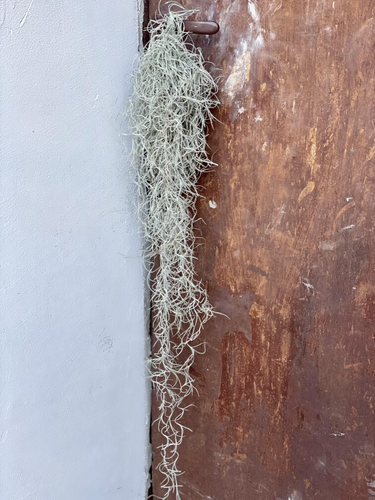 tillandsia-usneoides_x40-1_1642843413.jpg Zdjęcie rośliny Tillandsia usneoides (Oplatwa), ujęcie 1