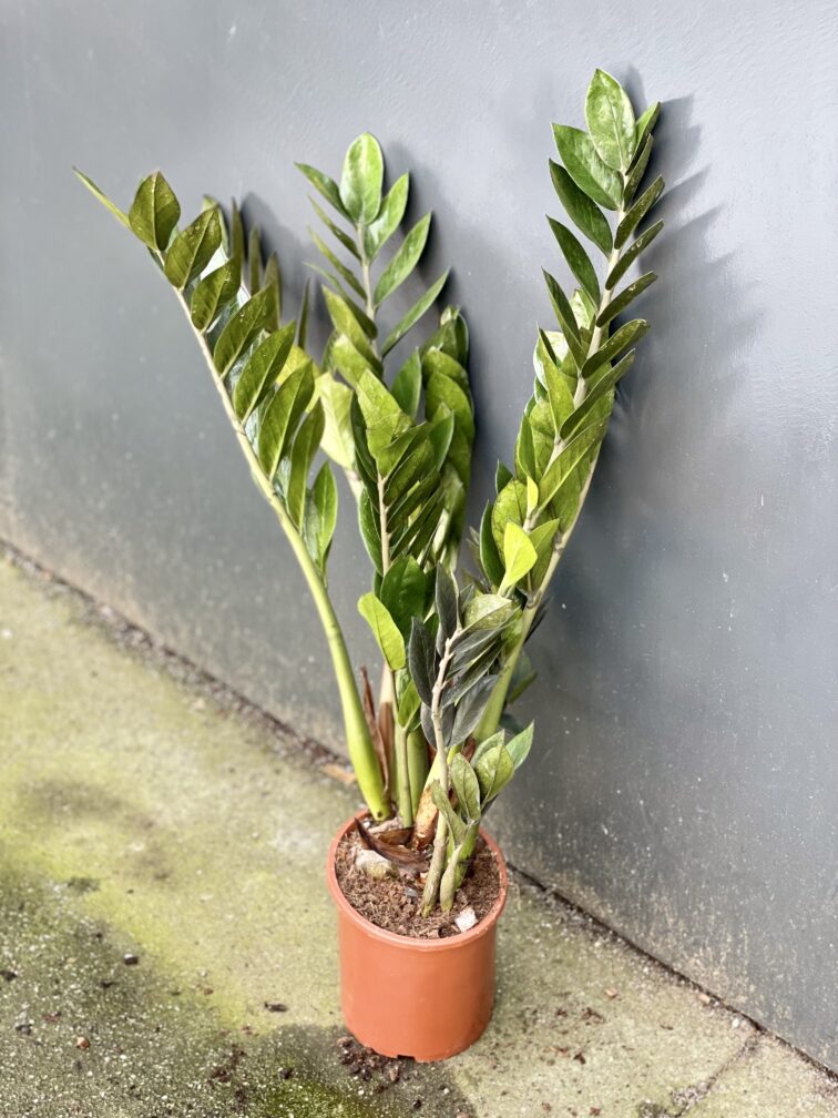 Zdjęcie rośliny Zamioculcas Supernova, ujęcie 1