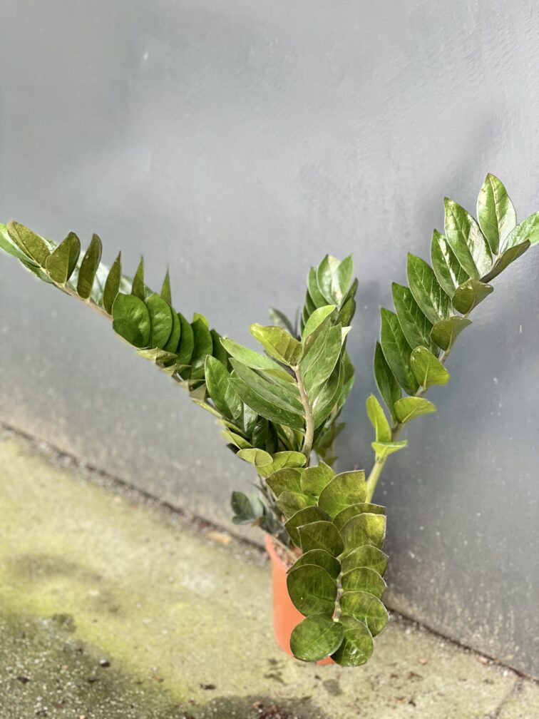 Zdjęcie rośliny Zamioculcas Supernova, ujęcie 2