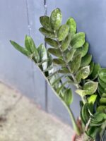 Zdjęcie rośliny Zamioculcas Supernova, ujęcie 3