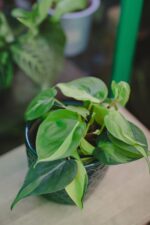 Philodendron Filodendron Brasil w turkusowej osłonce