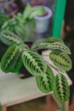 Maranta fascinator Tricolor w osłonce