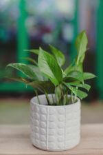 Epipremnum aureum złociste w białej osłonce (doniczce)