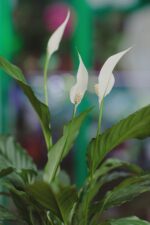 Skrzydłokwiat zdjęcie rośliny doniczkowej spathiphyllum