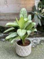 Zdjęcie rośliny Aglaonema Maria Christina, ujęcie 1