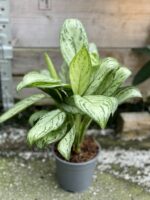 Zdjęcie rośliny Aglaonema Maria Christina, ujęcie 2