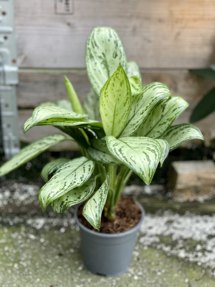 Zdjęcie rośliny Aglaonema Maria Christina, ujęcie 2