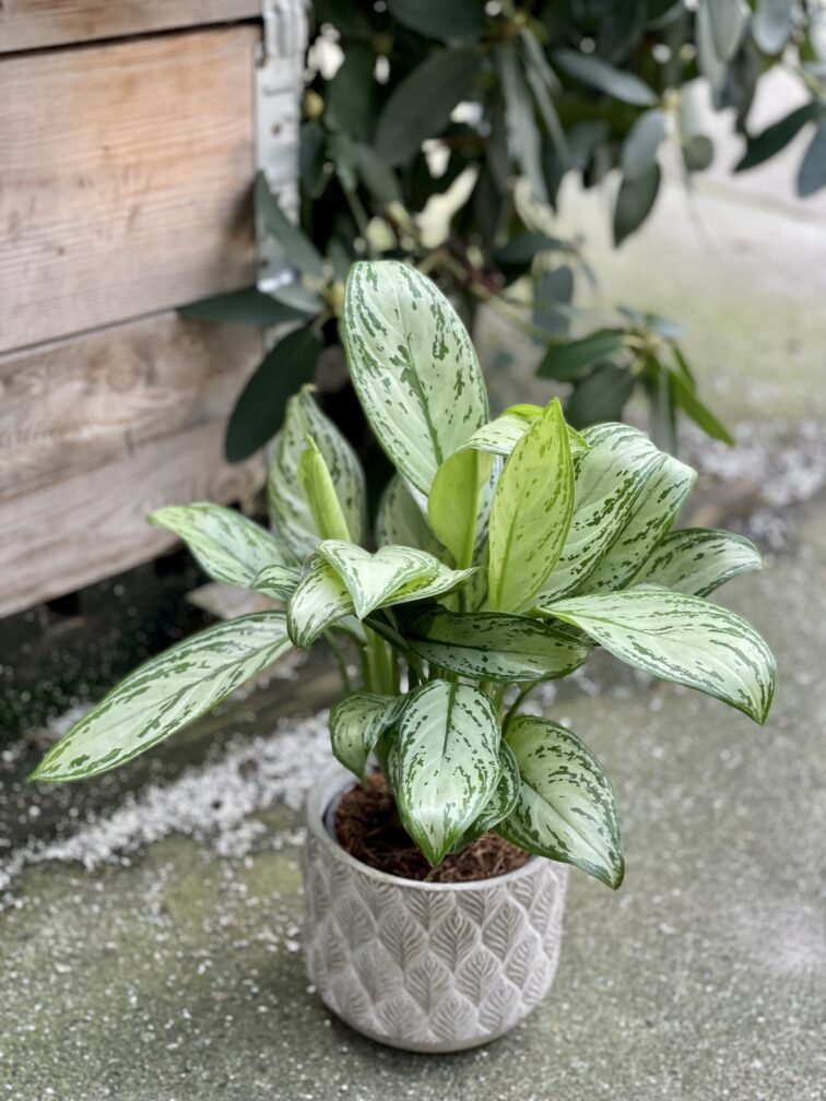 Zdjęcie rośliny Aglaonema Maria Christina, ujęcie 3